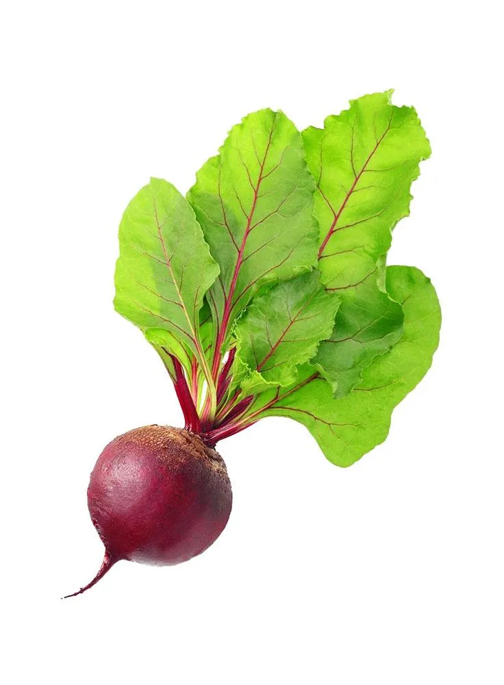 beet root